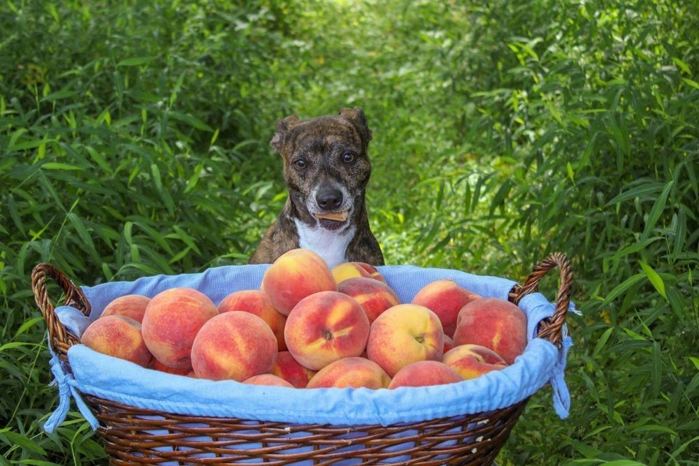 Dog with basket of fresh picked peaches on a farm.