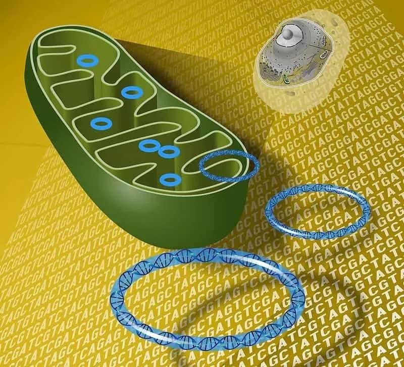 A cross-section diagram of mitochondria.