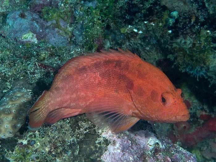 The strawberry grouper has the coloration of a strawberry.