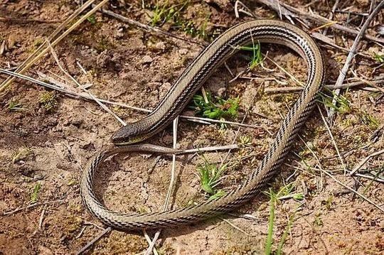 The volcanic plains of NSW, Australia, are home to the striped legless lizard.