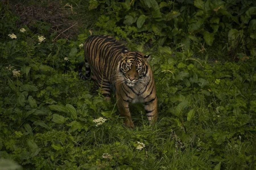 Educational facts about Sumatran tigers.