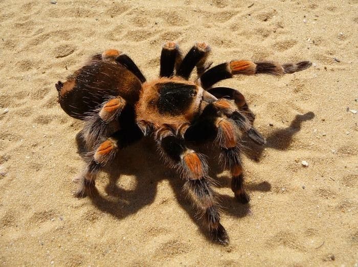 A Tarantula spider on the sand.
