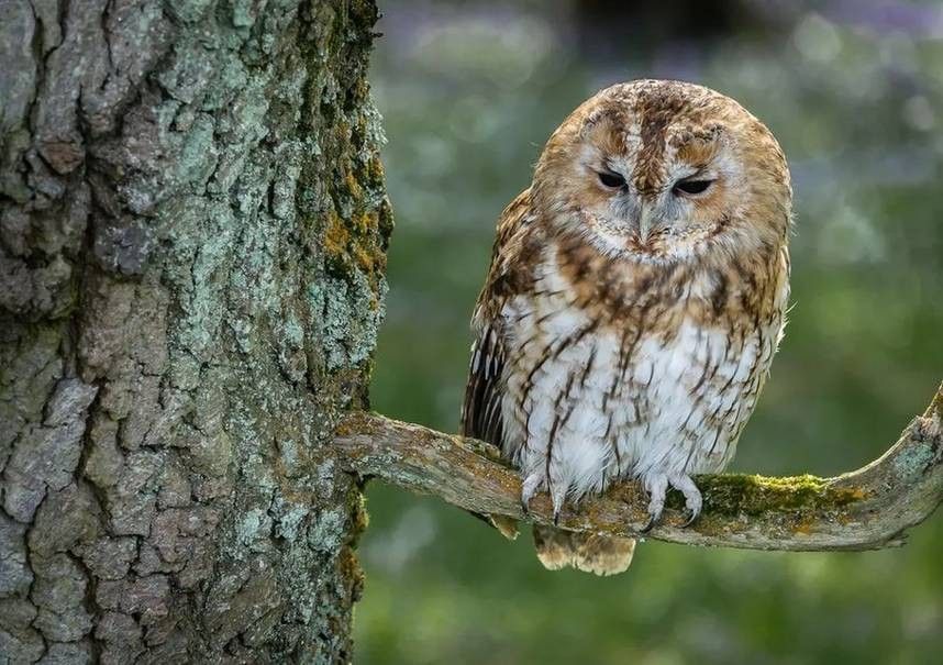 Nighttime activity is what tawny owls do.