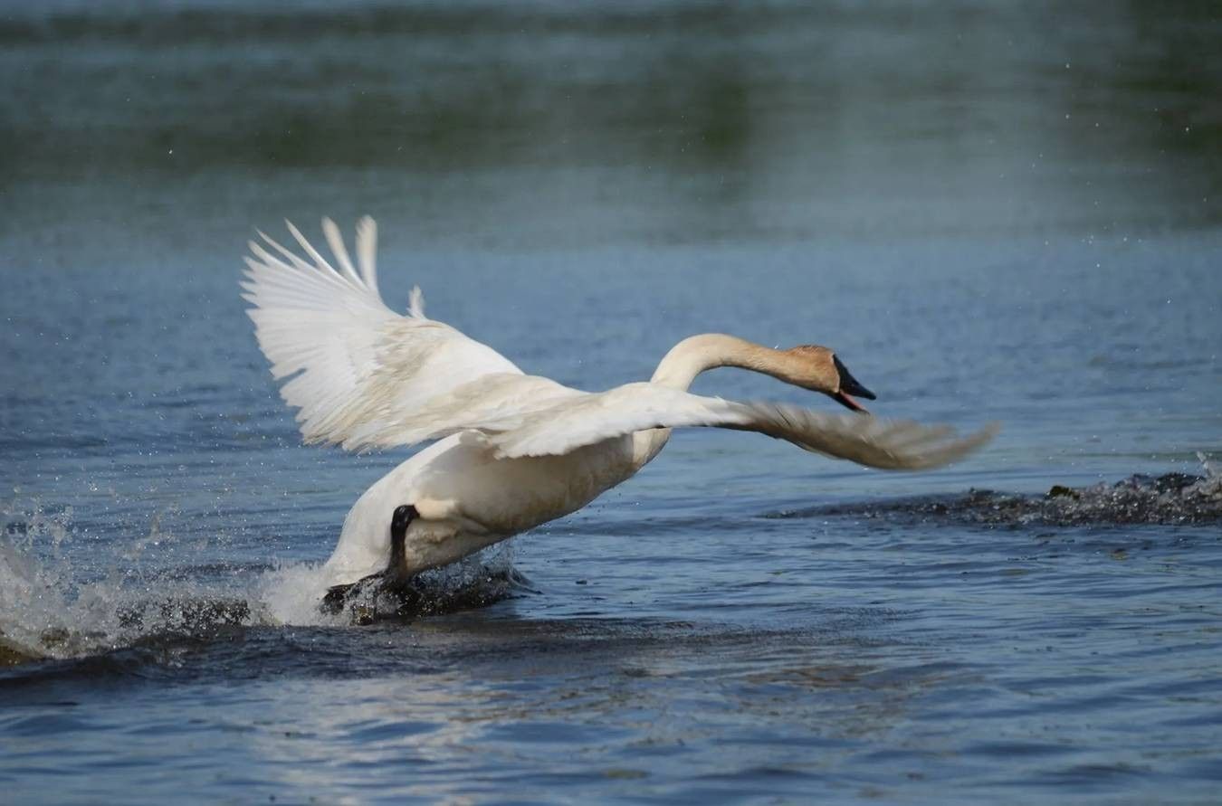 We are delighted by information about the conservation of the trumpeter swan.