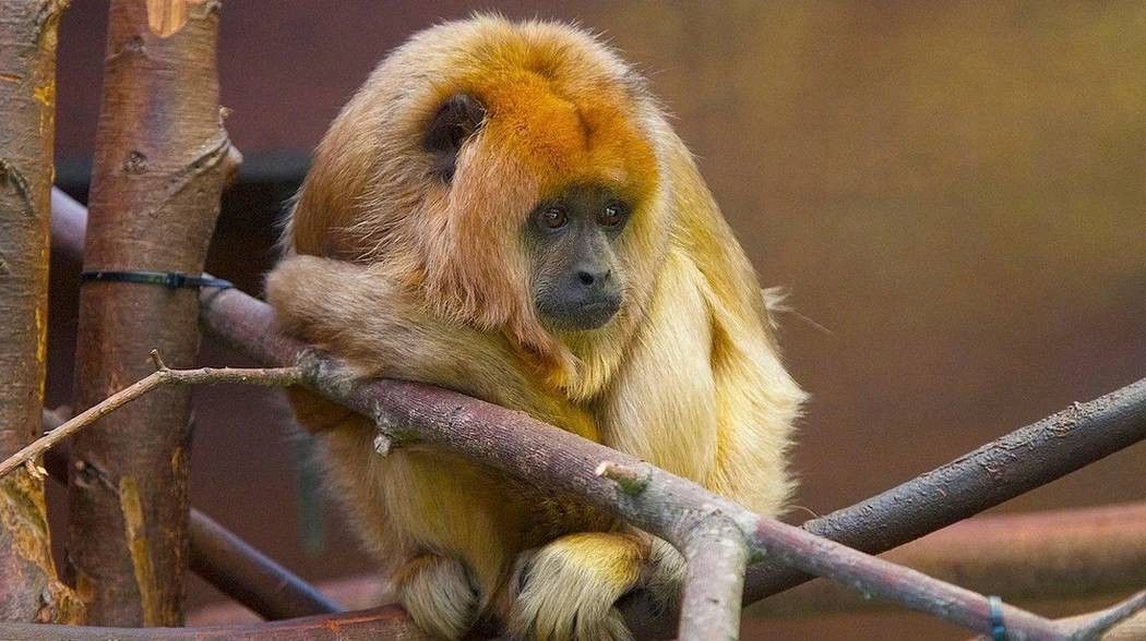 Venezuelan red howler monkeys are native to South America and have a prehensile tail.