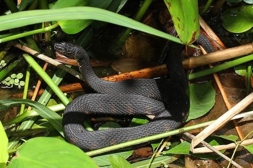 When threatened, any water snake can defecate foul-smelling substances.