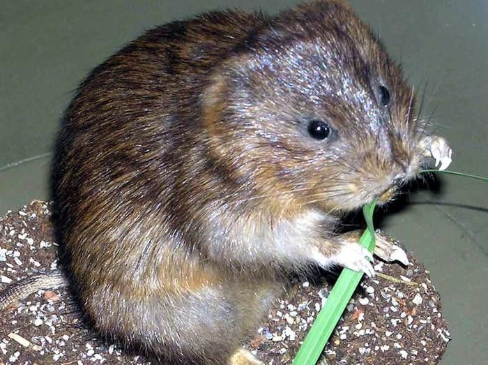 A water vole nibbles on a grass blade.