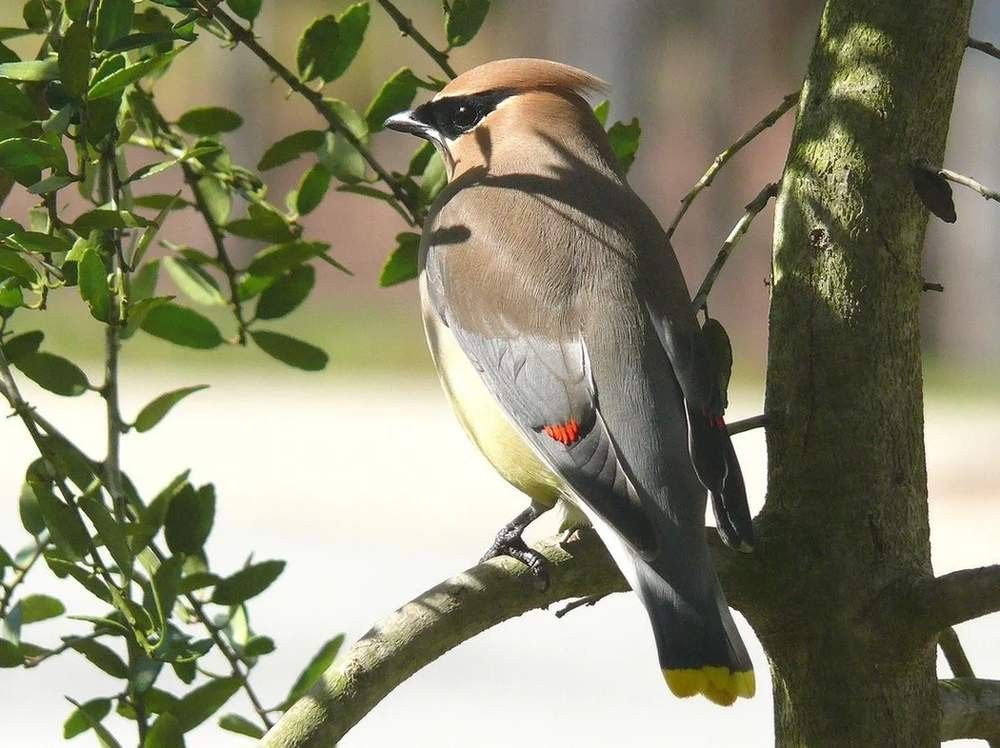 Except for Japanese waxwings, all waxwings have the eponymous 'waxy', red-tipped secondary wing feathers.