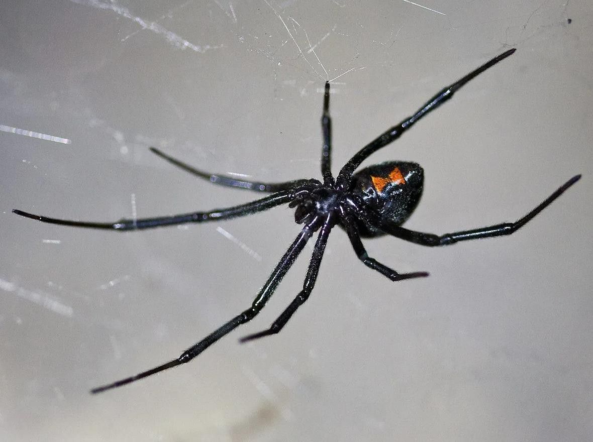 The abdomens of western black widow spiders have red hourglass shapes.