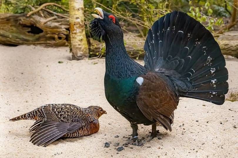 A western capercaillie's calls sound like a cork being popped from a bottle.