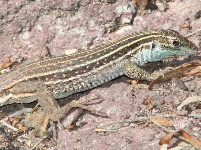 Sonoran spotted whiptails are brownish-black on the outside and creamy on the inside.