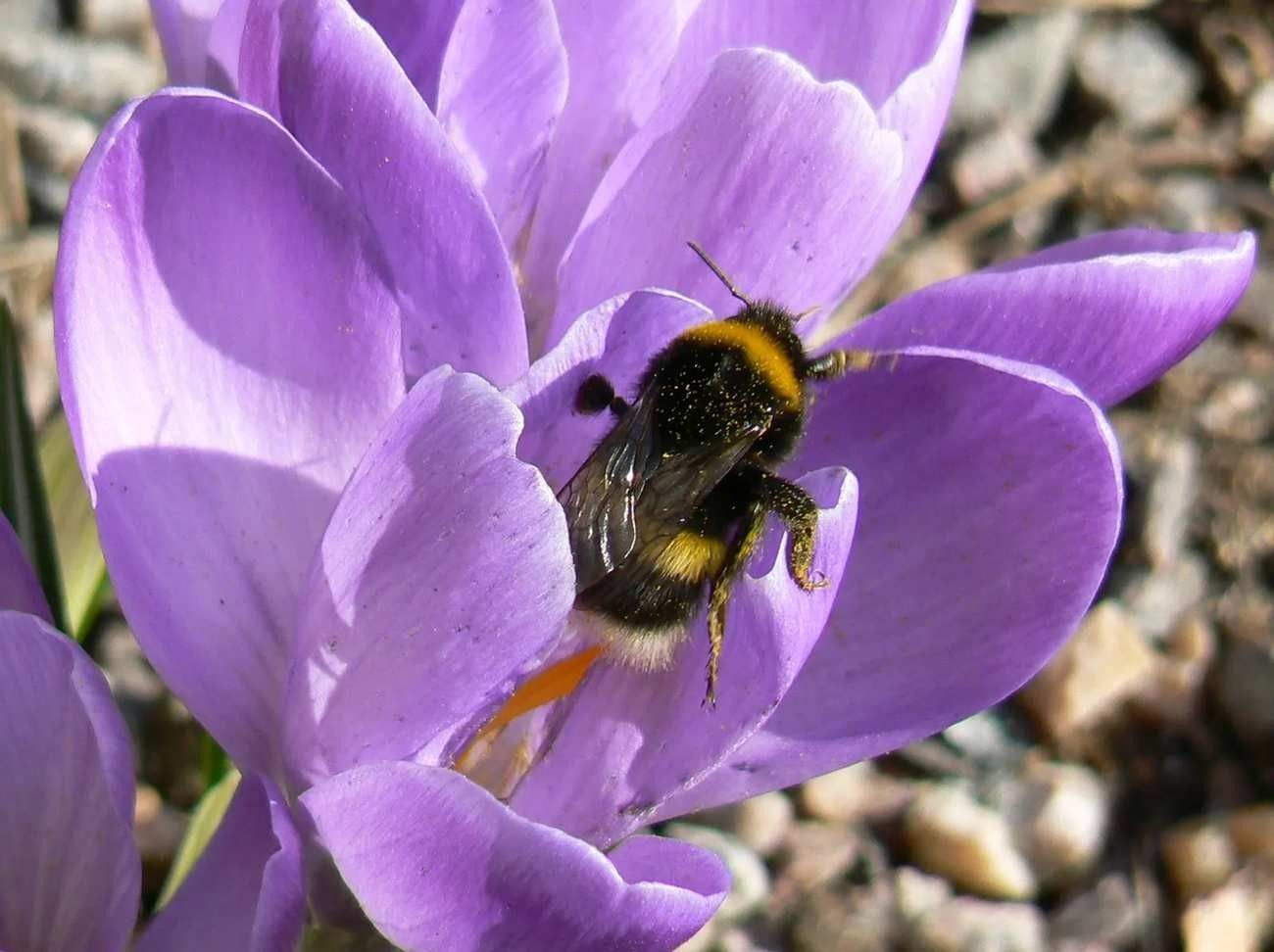 White-tailed bumblebees have a white tail.