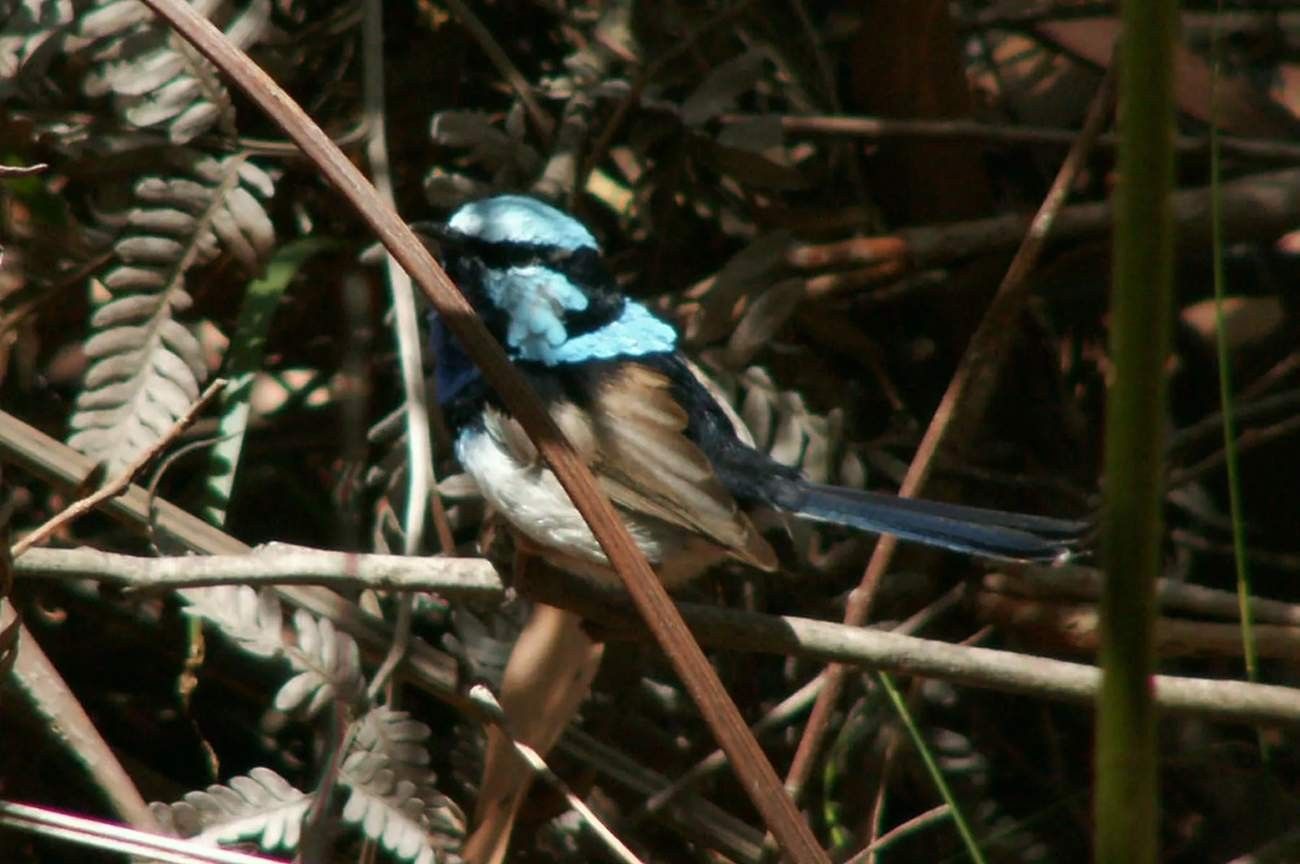 The breeding plumage of male white-winged fairy-wrens is a bright blue.