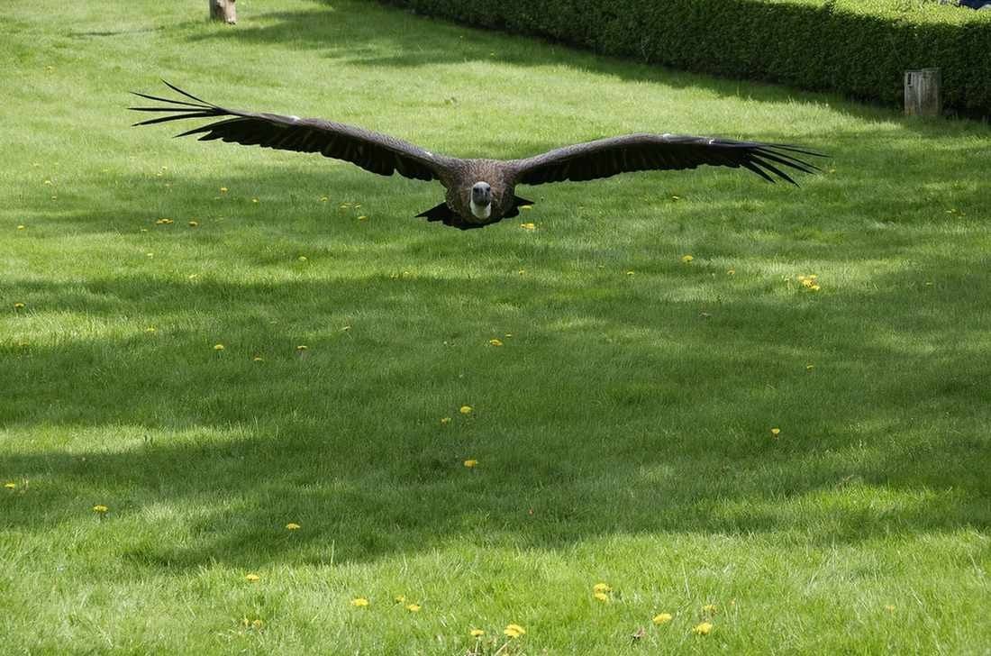 An African white-backed vulture in flight.