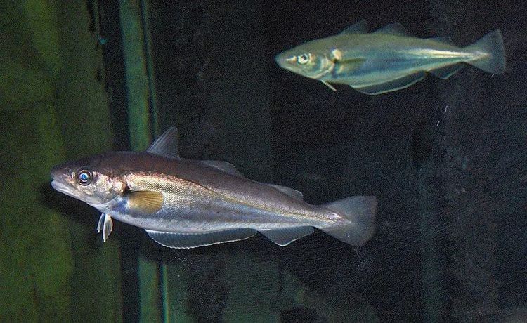 Whiting fish have silvery-gray bodies and smooth skin.