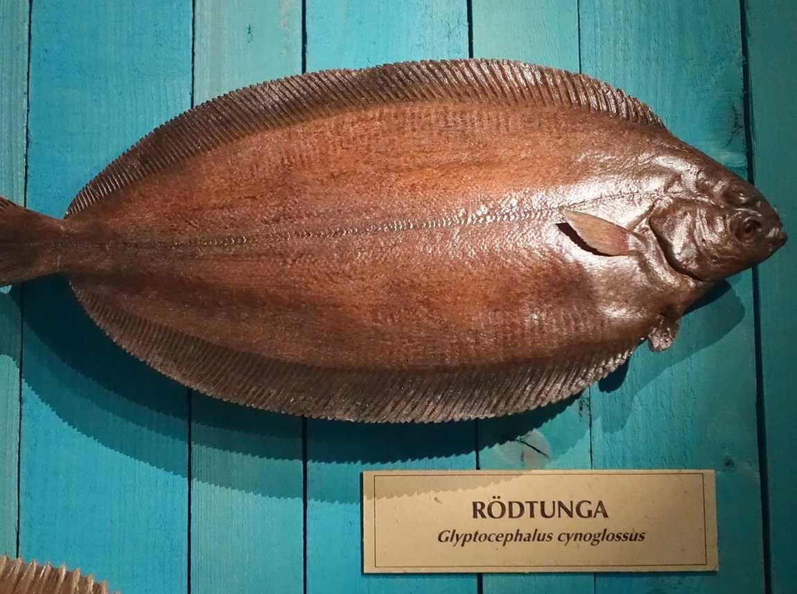 A specimen of Witch Flounder was hung on the wall.