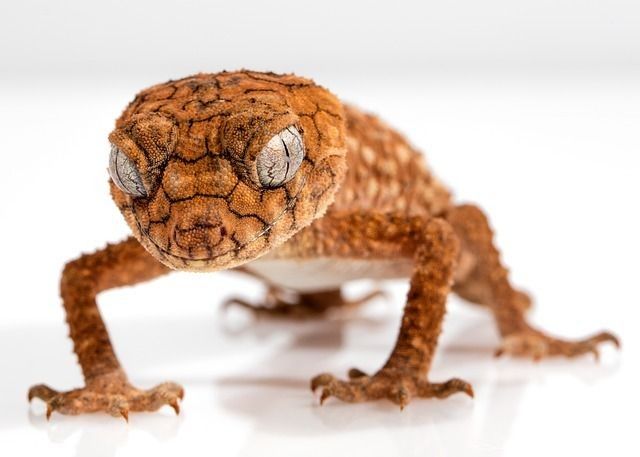 The lens in the gecko eyes might weaken with age and thus affect the focal length.