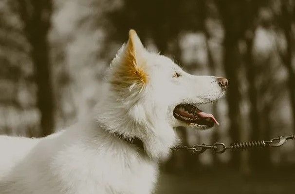 White German shepherds are medium-sized dogs.