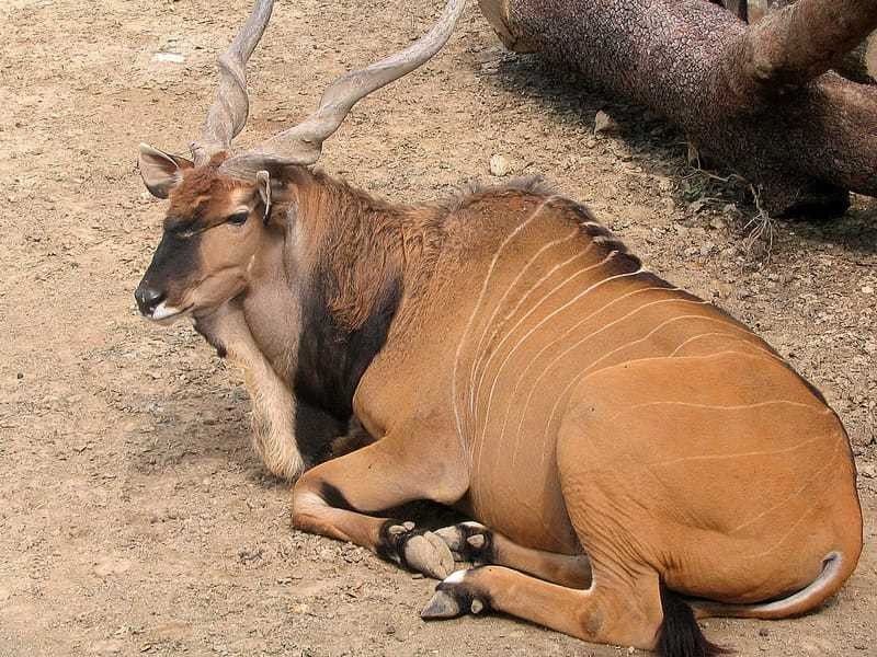 The giant eland is a herbivore