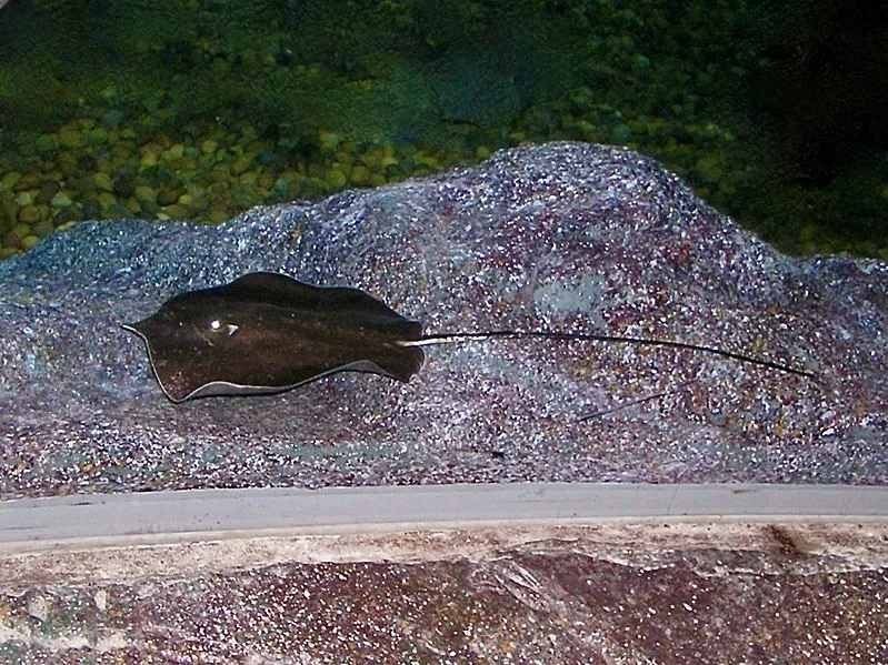 Giant freshwater stingrays are largest freshwater fishes