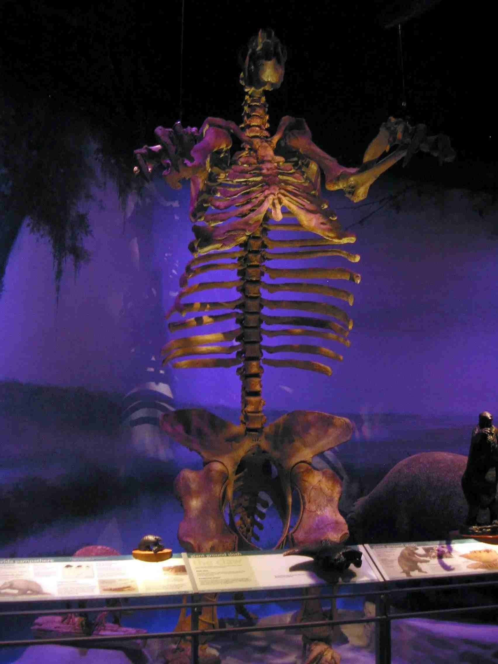 Giant ground sloths have wide muscular tail