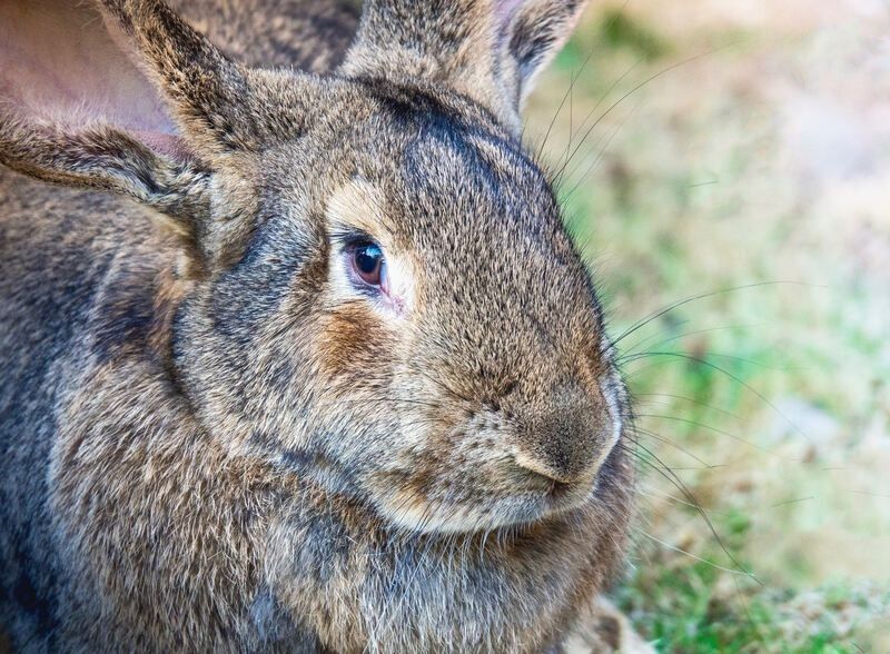 Portrait Of Cute Flemish Giant Rabbit In Garden.