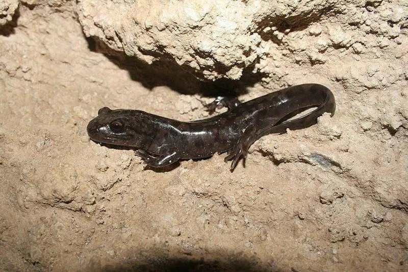 Giant salamanders are massive amphibians.