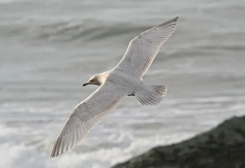 North American adult glaucous gulls have a white head and white glaucous gull wings.