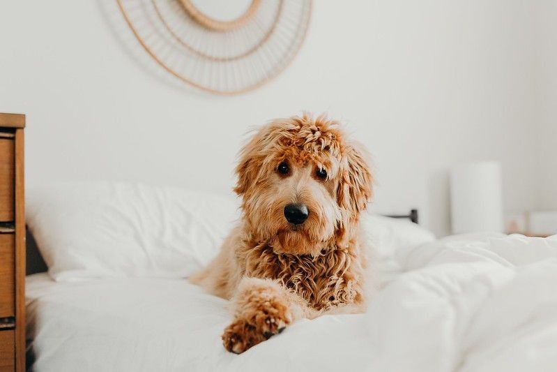Cute goldendoodle in a bed