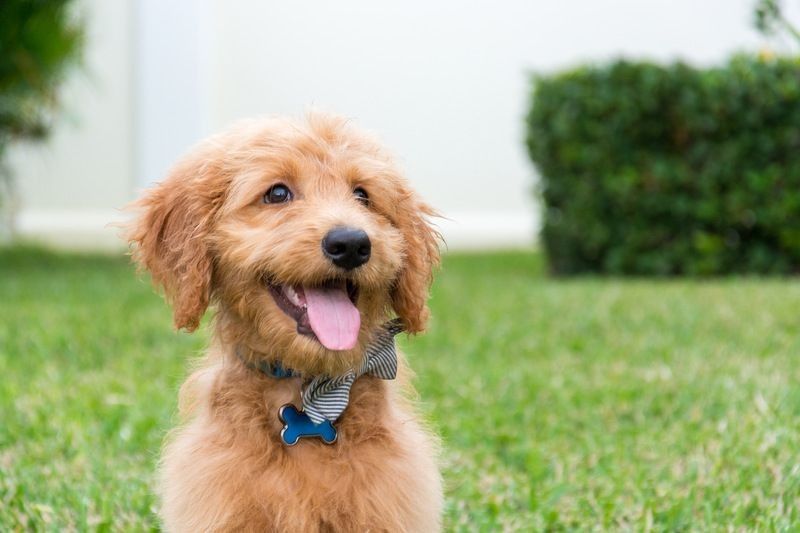 Goldendoodle puppy with bow tie sitting outdoor.