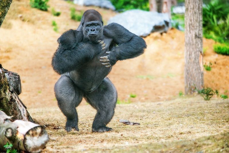 Big gorilla beating its chest