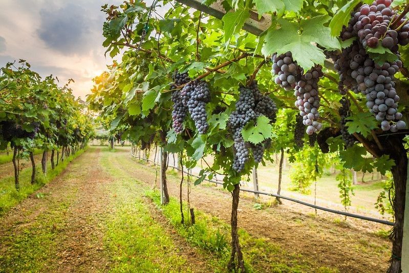 Grapes growing in a farm