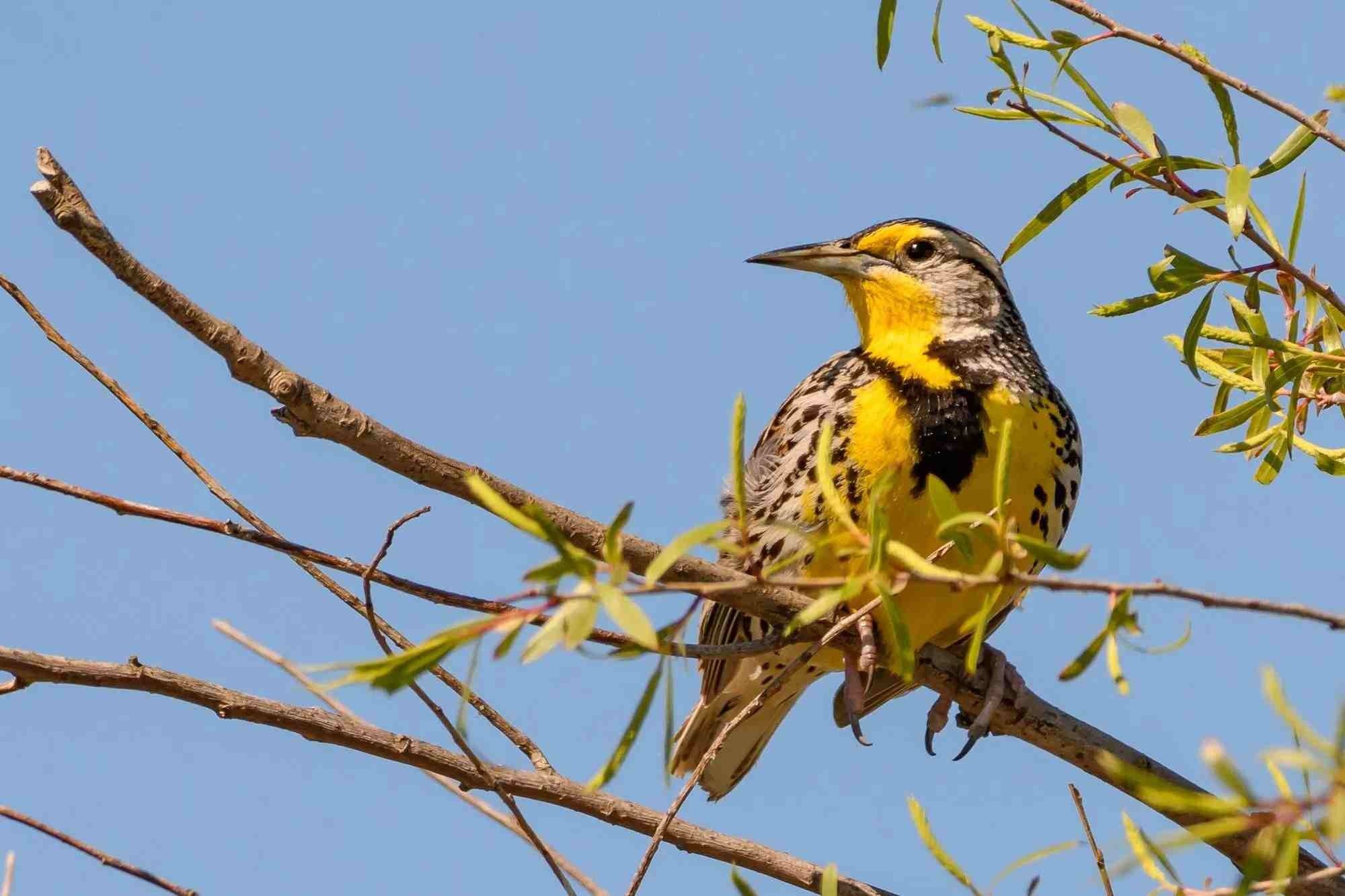 Meadowlarks are native to the United States.