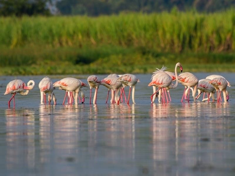 Greater flamingos are omnivores.