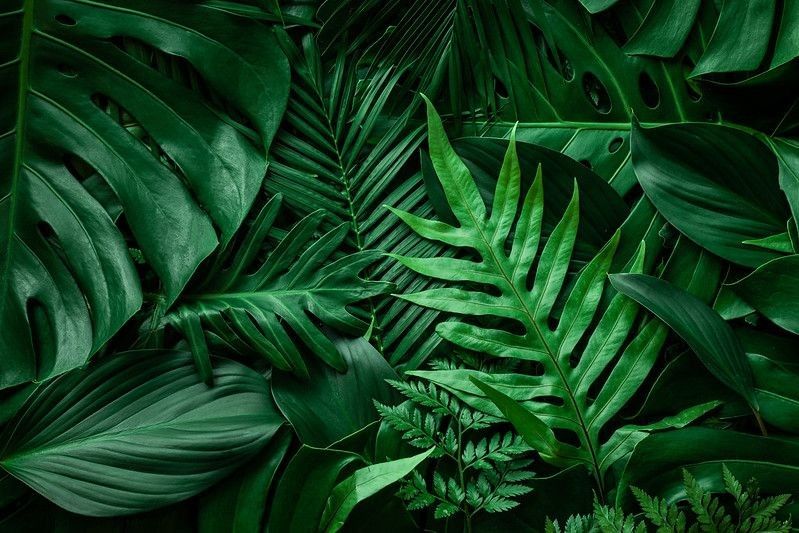 Various tropical green leaves