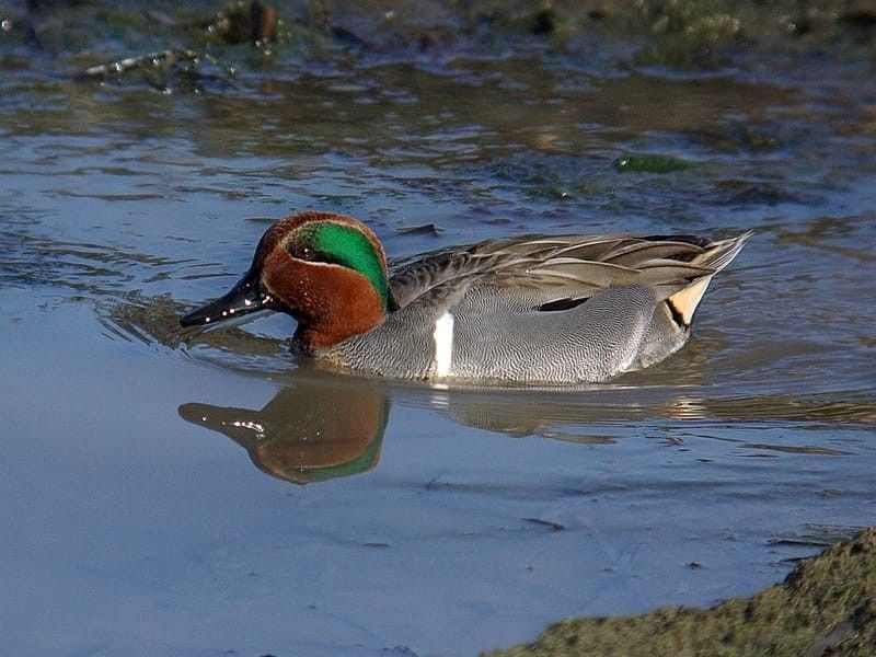 Green-winged teal facts are fascinating to know.