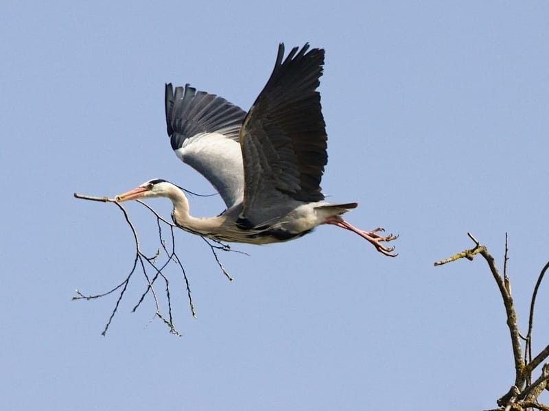 Grey herons are unmistakable due to their long necks and unique plumage.