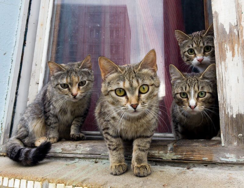 A group of gray cats sitting on a window.
