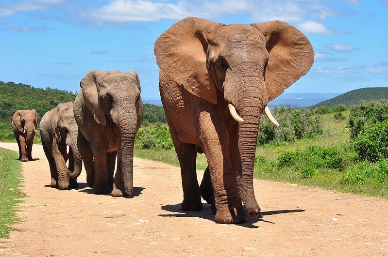 Herd of African Elephants walking.