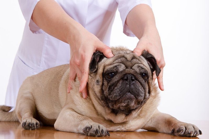 Head massage to the pug