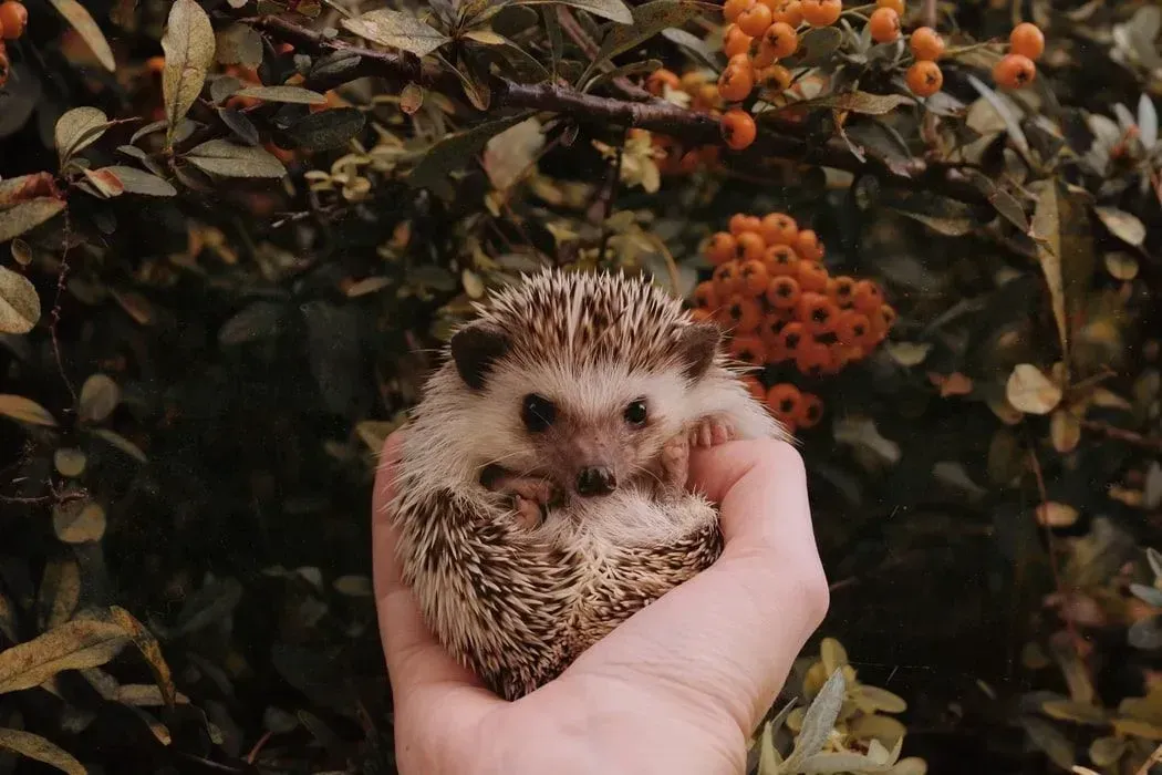 Hedgehogs facts are informative!