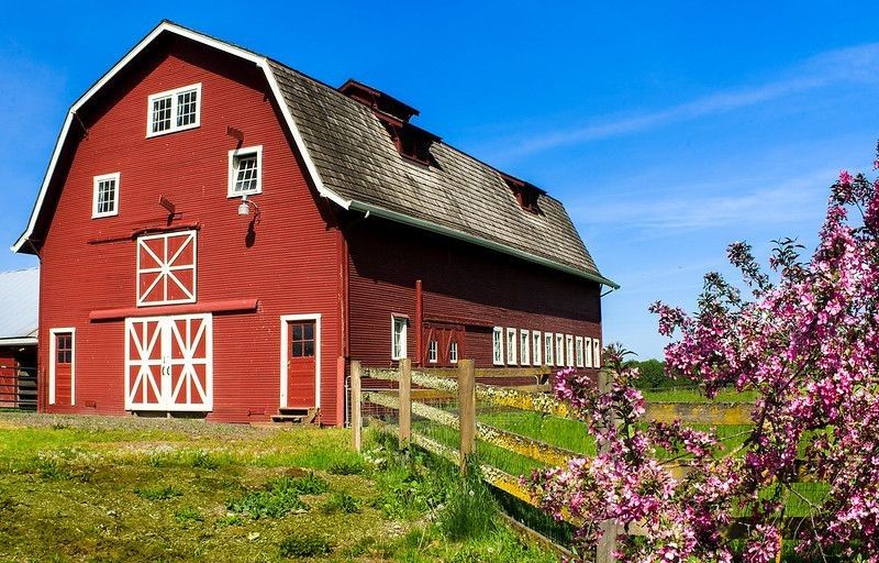 View of Red barn with violet flowers on its fence .