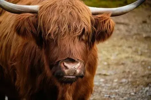 Highland cattle are docile and friendly animals.