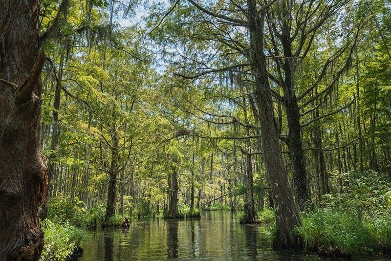 The Bayou landscape of Honey Island Swamp.