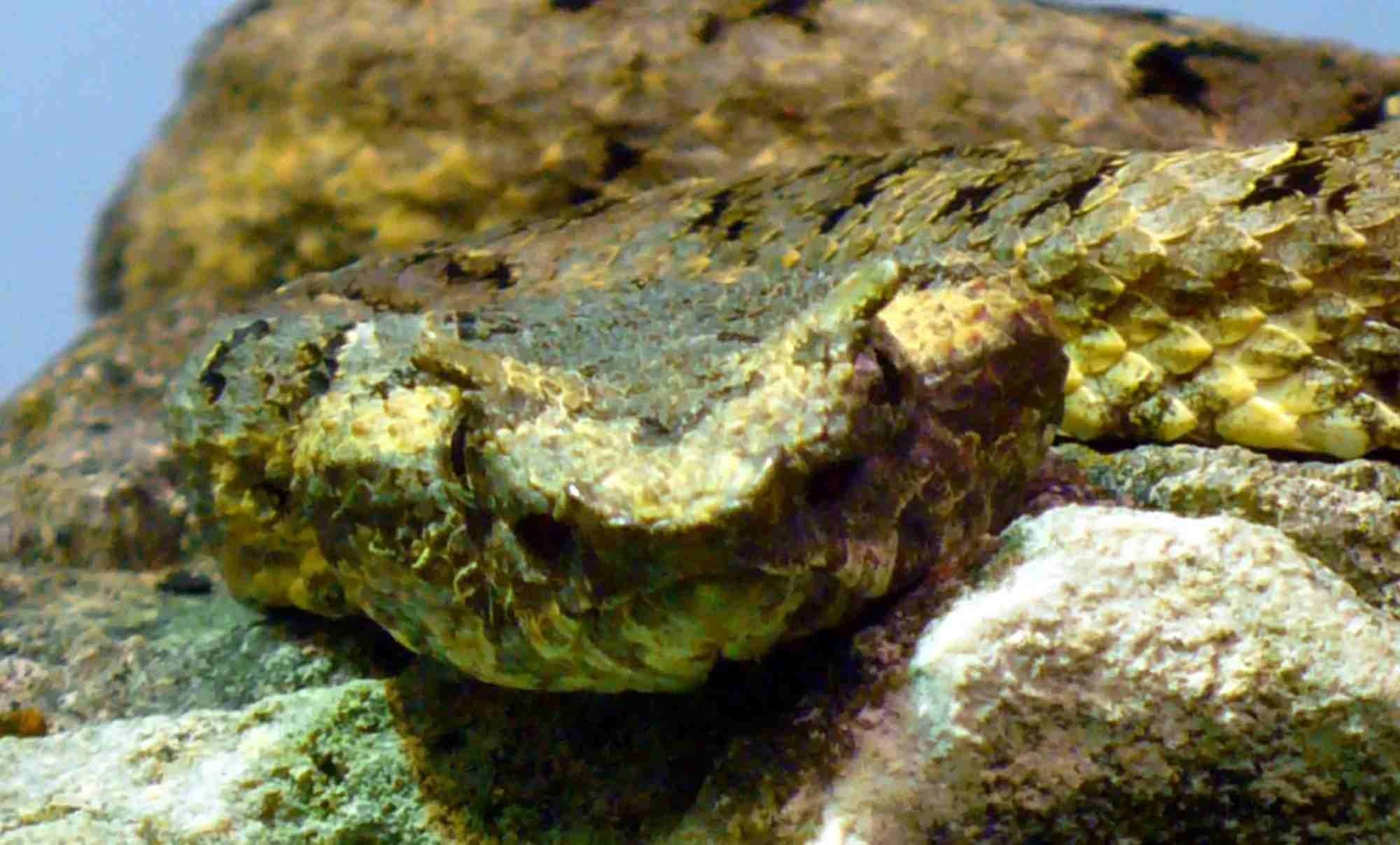 Viperidae family facts about horned pit viper