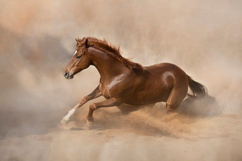 Horse running in sand.