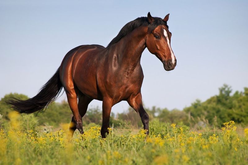 Beautiful bay stallion galloping across the field.