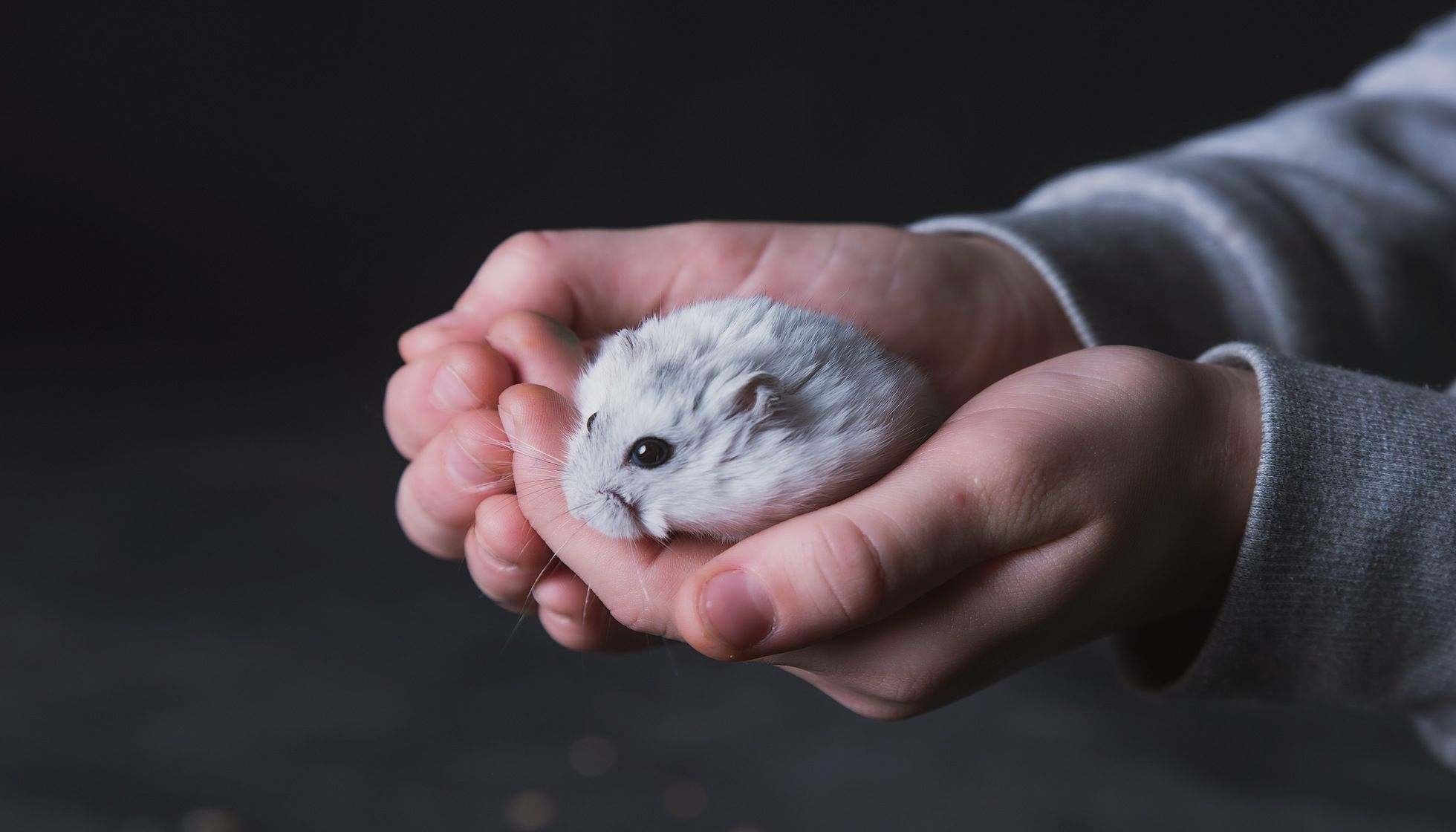 How Long Do Dwarf Hamsters Live? (Maximizing Their Lifespan)