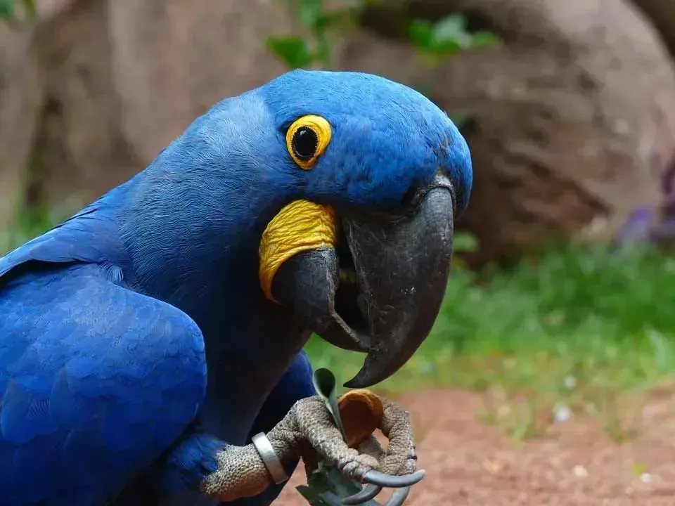 Enjoy these fun facts about the hyacinth macaw; a nut-eating playful bird.