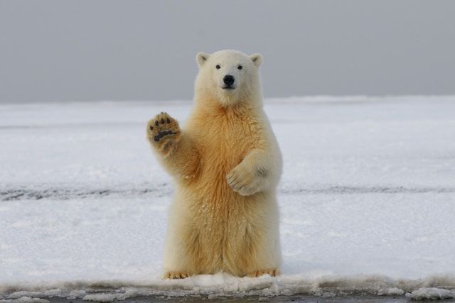Cute polar bear.